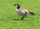 Oregon, USA. Columbia River Gorge National Scenic Area, Canada goose, walking in grass. Art Print